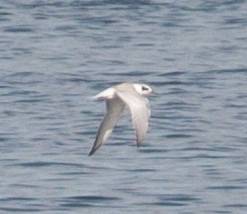 David Mozzoni / Macaulay Library at the Cornell Lab of Ornithology (ML34141551)